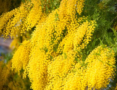Yellow mimosa flowers clipart