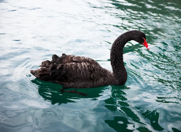 stock image Graceful black swan