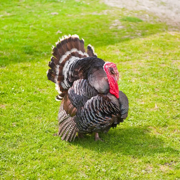 stock image Strutting turkey cock on green grass