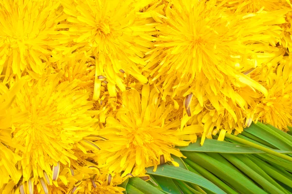 Ramo de flores de diente de león amarillo — Foto de Stock