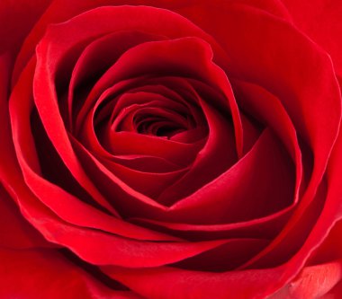 Close-up of red rose clipart