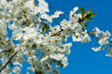 Apple tree flowers close-up clipart