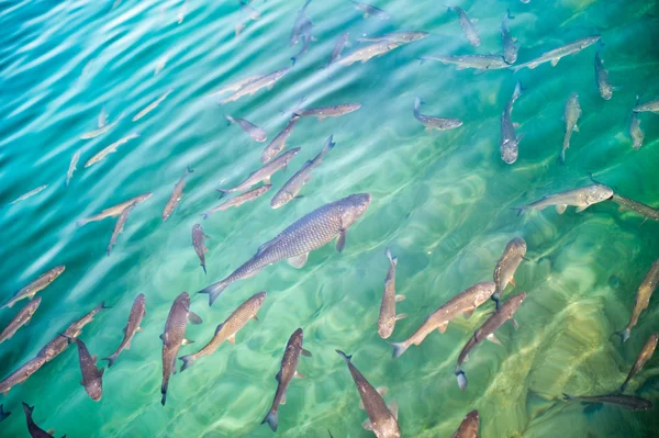 Pesci trota in acqua verde smeraldo — Foto Stock