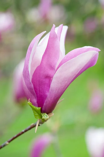 Pinkki magnolia kukka — kuvapankkivalokuva