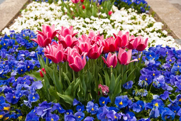 Lalele roz și flori albastre pansy — Fotografie, imagine de stoc
