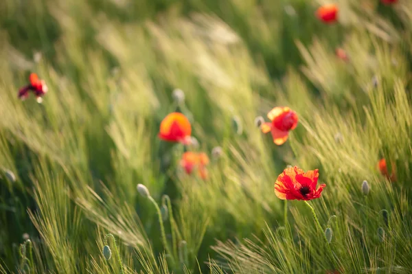 stock image Red poppies on green wheat field