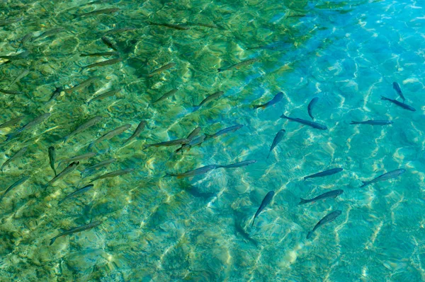 Forellenfischschwärme im klaren Wasser lizenzfreie Stockbilder