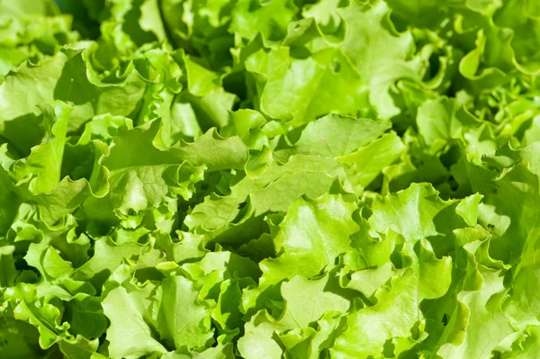 stock image Green salad leaves close-up