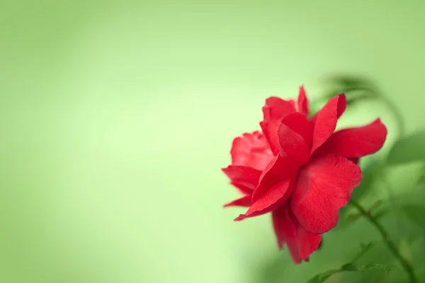 녹색 바탕에 아름 다운 붉은 장미 — 스톡 사진