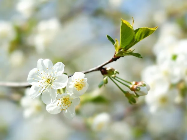 Biała wiśnia kwiaty przeciw błękitne niebo — Zdjęcie stockowe