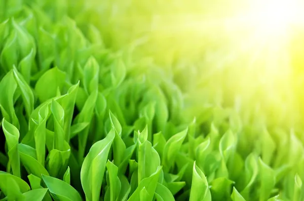 Folhas verdes frescas da primavera na luz solar do brilho — Fotografia de Stock