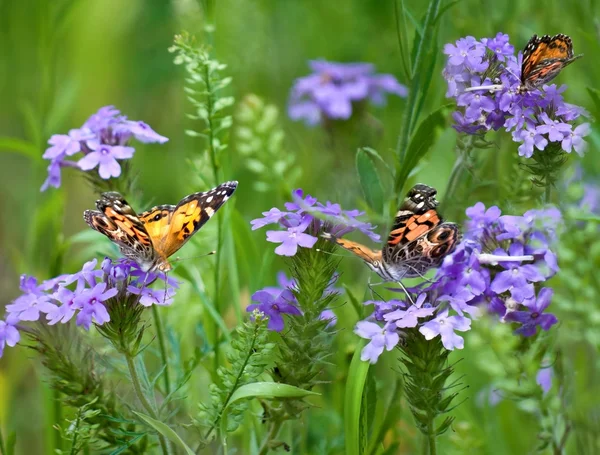 Butterflies (Painted Lady, Vanessa cardui) — Stock Photo, Image