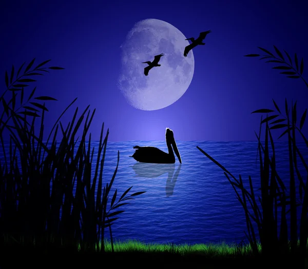 Pelicans in Moonlight — Stock Photo, Image