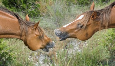 Neigh clipart