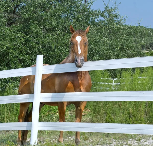 Cavalo atrás da cerca branca — Fotografia de Stock