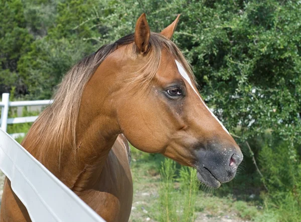 Cavalo castanho em perfil — Fotografia de Stock