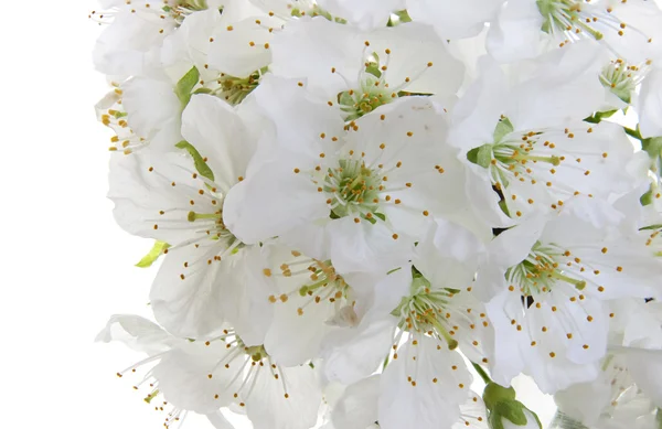 stock image Spring flower