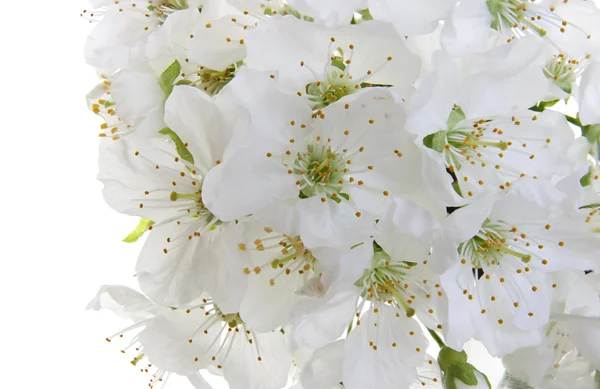 春天的花朵 免版税图库图片