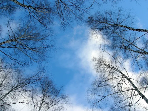Gökyüzü ve ağaçlar — Stok fotoğraf