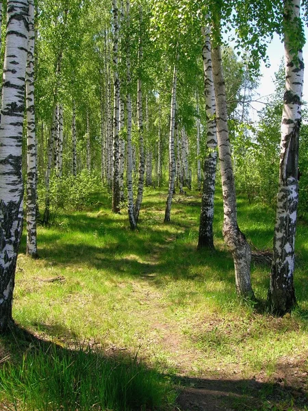 Erdő Stock Kép