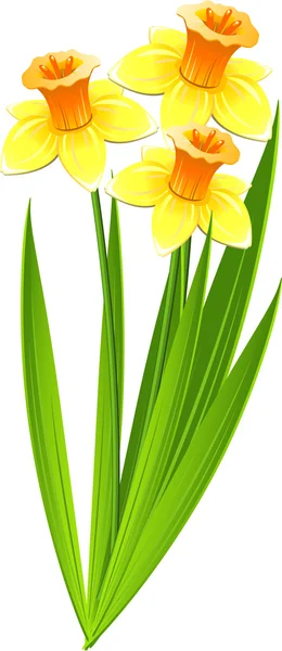 Bouquet of daffodils — Stock Vector