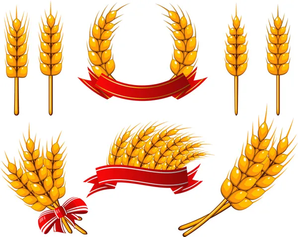 设计元素的集合。小麦 — 图库矢量图片#