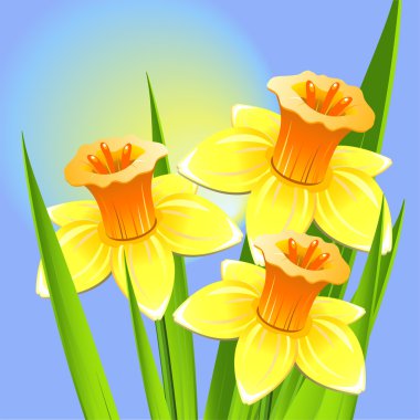 Bouquet of daffodils on a blue backgroun clipart