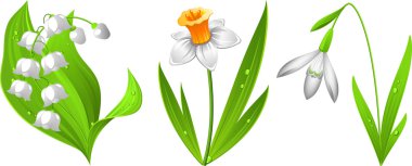 Snowdrop, narcissus, lily of the valley clipart