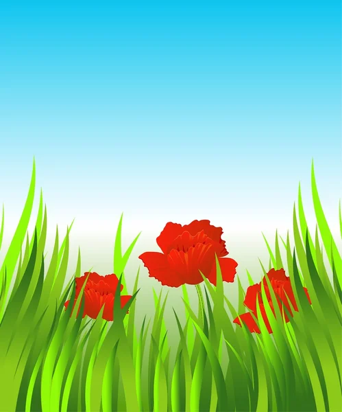 Red poppies in the grass — Stock Vector