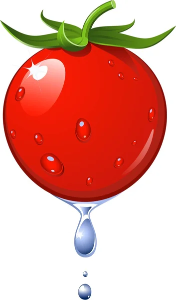 Zralé rajče z vody tekoucí z ní — Stockový vektor