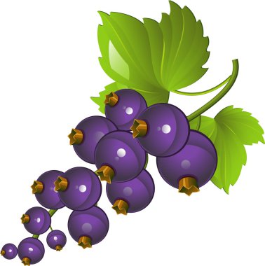 Blackcurrant clipart