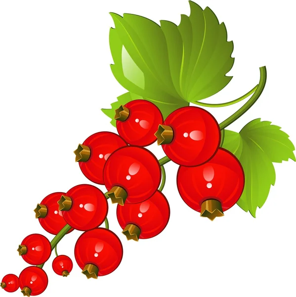 Groseille rouge — Image vectorielle