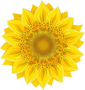 Sunflower clipart