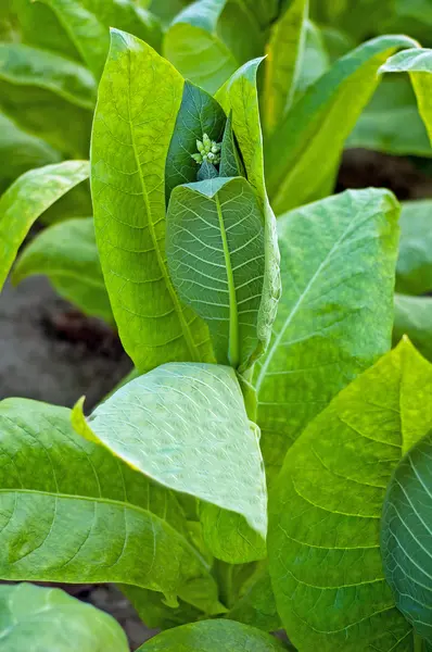 烟草植物 — 图库照片