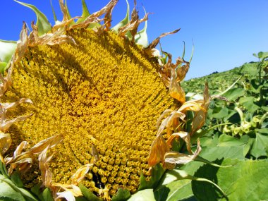 Field of sunflowers - ready for harvest clipart