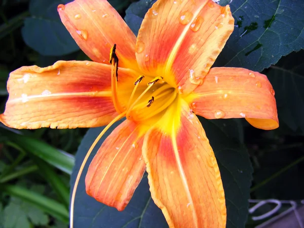 Flor naranja con rocío — Foto de Stock