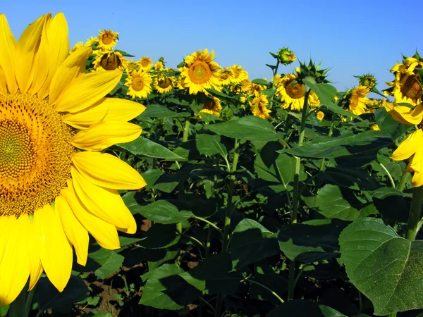 stock image Hald of a sunflower and others