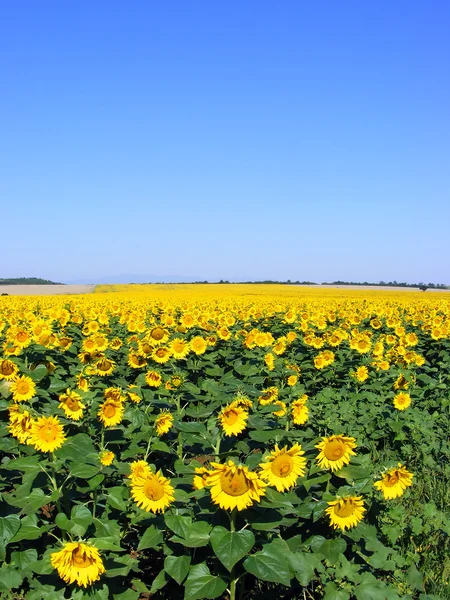 Stock image Sunflowers And Blue Sky