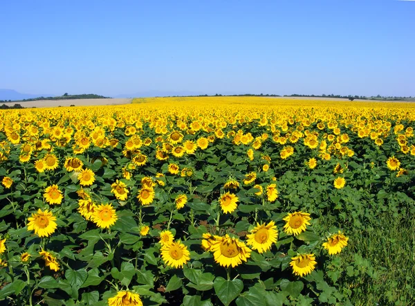 stock image Sunflowers and blue sky