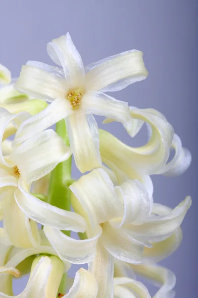 Hermoso narciso primavera — Foto de Stock