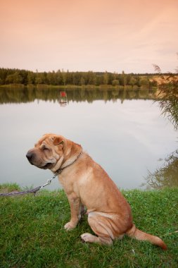 sharpei köpek