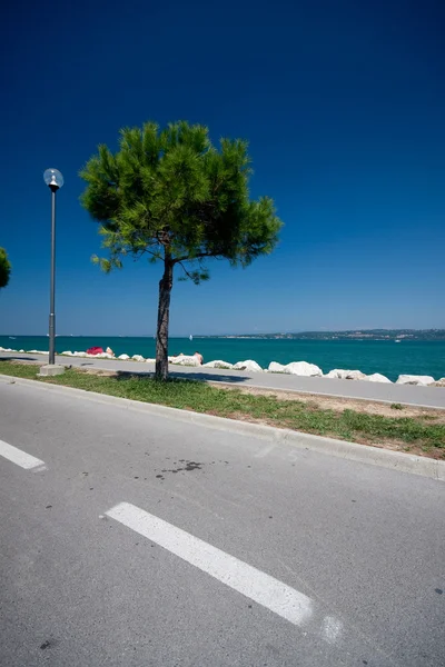 stock image Road with tree