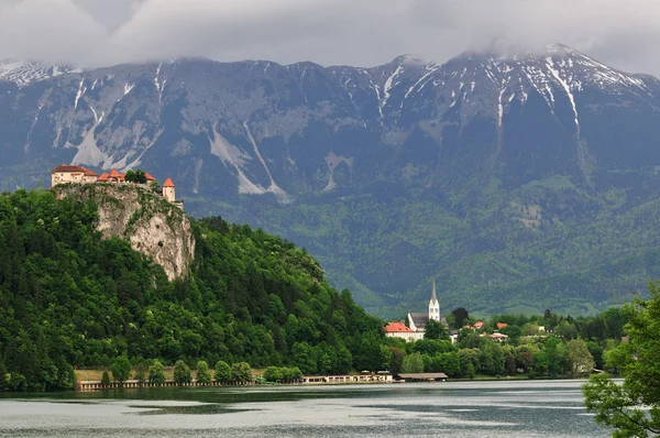 Bled and caltle — Stock Photo, Image