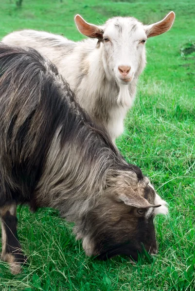Две козы в зеленой летней траве — стоковое фото