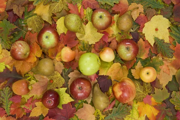 stock image Autumn leaf and fruit