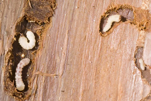 Verme da madeira — Fotografia de Stock