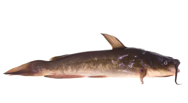 Catfish — Stock Photo, Image