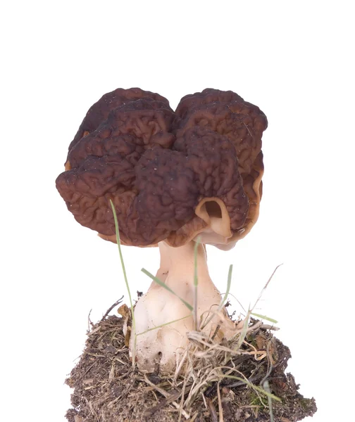 Morel champignon — Photo