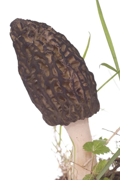 Cogumelo Morel — Fotografia de Stock