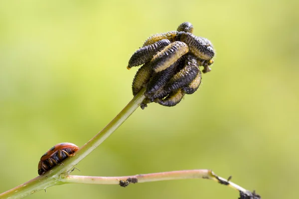 幼虫 — ストック写真